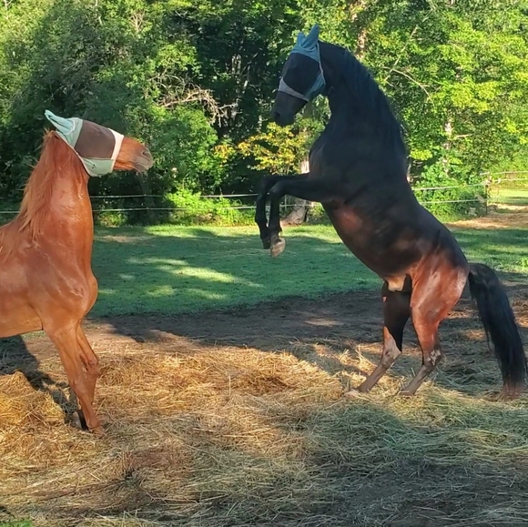 Meet your Posher, Emily - Picture 2 of 8